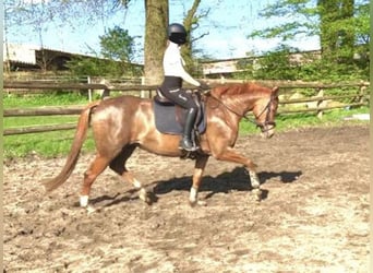 Hanoverian, Mare, 5 years, 15.3 hh, Chestnut-Red, in Walsrode,