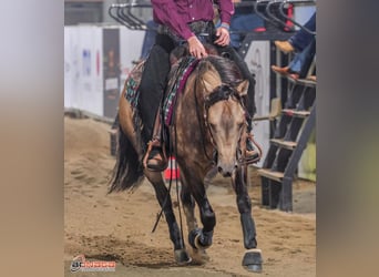 American Quarter Horse, Castrone, 4 Anni, Pelle di daino, in Monza