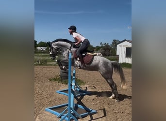 Mare 5 years
