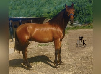 Andaluces, Caballo castrado, 7 años, 165 cm, Alazán-tostado, in Tabernas Almeria