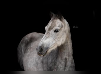 Poney New Forest, Jument, 8 Ans, 130 cm, Gris, in Pronstorf,