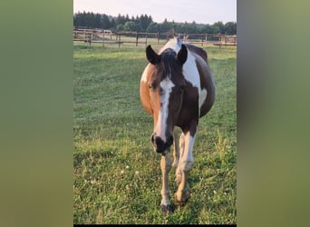 Weitere Warmblüter, Stute, 18 Jahre, 163 cm, Schecke, in Blankenheim