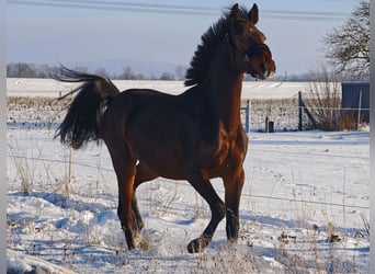 Oldenburger Springpferd, Hengst, 2 Jahre, 158 cm, Dunkelbrauner, in Bennewitz