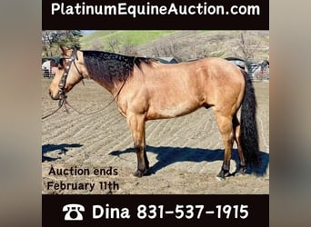 American Quarter Horse, Gelding, 11 years, 15 hh, Buckskin, in Paicines CA,