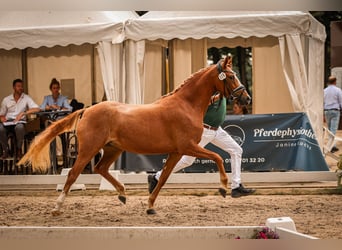 Poney de selle allemand, Jument, 4 Ans, 144 cm, Alezan, in Vettwei&#xDF;