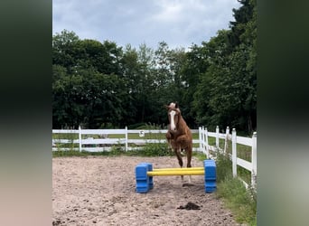 Zangersheider, Hengst, 1 Jahr, Fuchs, in Zella-Mehlis,