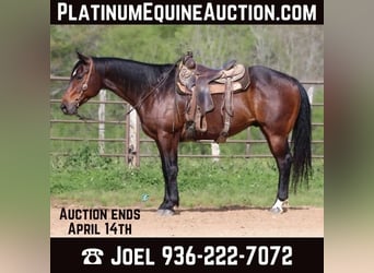 Quarter horse américain, Hongre, 7 Ans, 157 cm, Bai cerise, in CARTHAGE, TX,