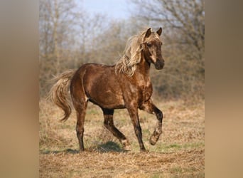 Rocky Mountain Horse, Wallach, 11 Jahre, 154 cm, Brauner, in Bad Hersfeld