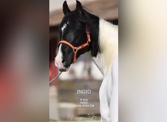 Andalusiër, Hengst, 4 Jaar, 160 cm, Tobiano-alle-kleuren, in Cornillon-Confoux