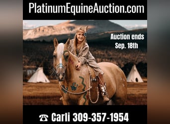 American Quarter Horse, Wallach, 9 Jahre, Palomino, in Lewistown IL,