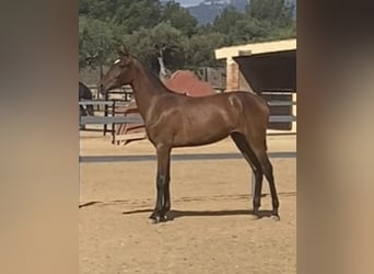 PRE, Mare, 1 year, Brown, in Montbrio Del Camp,