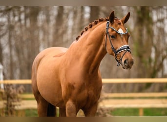 Oldenburg, Mare, 12 years, 16 hh, Chestnut-Red, in Lachen