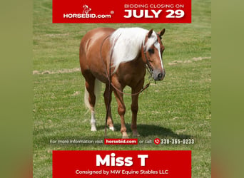 Caballo cuarto de milla, Yegua, 5 años, 145 cm, Palomino, in Fresno, OH,