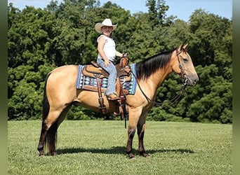Quarter horse américain, Hongre, 7 Ans, Buckskin, in Mount Vernon, KY,