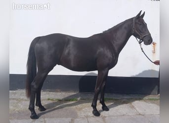 Irish Sport Horse, Wallach, 4 Jahre, Rappe, in Bantry,