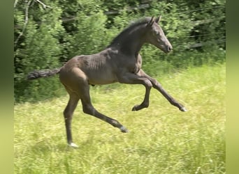 German Sport Horse, Stallion, 1 year, 16.2 hh, Black, in Tiefenbach,