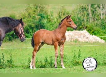 Selle Français, Stallion, 1 year, 16 hh, Brown, in Saint lo,