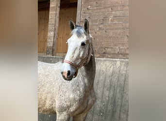 Holstein, Mare, 9 years, 17 hh, Grey, in Mildstedt