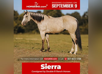 Quarter horse américain, Jument, 13 Ans, 152 cm, Buckskin, in Lyles, TN,