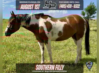 Paint Horse, Giumenta, 5 Anni, 152 cm, Tobiano-tutti i colori, in Kingfisher, OK