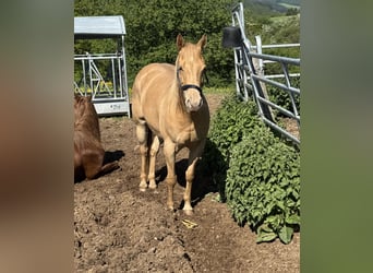 American Quarter Horse, Merrie, 6 Jaar, 150 cm, Champagne, in Daleiden