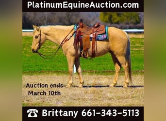 American Quarter Horse, Wallach, 8 Jahre, 157 cm, Palomino, in Stephenville, TX,