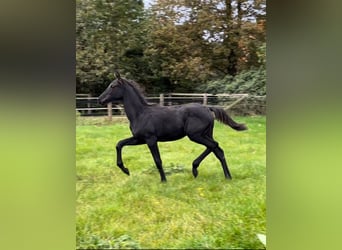 Oldenburg, Mare, Foal (05/2024), Black, in Werlte,