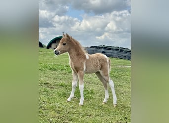 American Miniature Horse, Hengst, 1 Jahr, 85 cm, , in Gardelegen