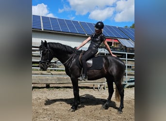 More ponies/small horses, Gelding, 6 years, 14.2 hh, Smoky-Black, in Bad Camberg,