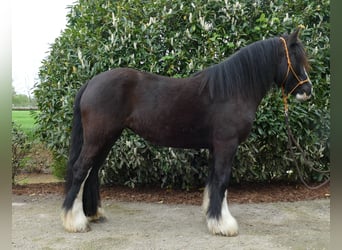Gypsy Horse, Mare, 7 years, 14.1 hh, Black, in Lathen,