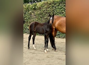 German Sport Horse, Mare, 1 year, Brown, in Husum,