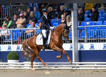 German Riding Pony, Gelding, 4 years, 14.1 hh, Chestnut-Red, in Vettweiß,