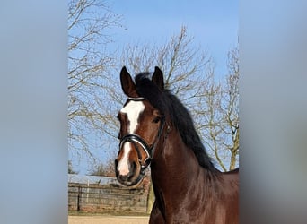Duits sportpaard, Ruin, 8 Jaar, 168 cm, Bruin, in Hamburg