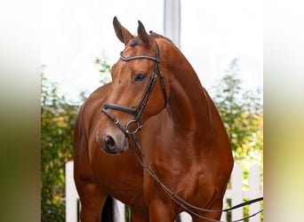 Hanoverian, Gelding, 5 years, 16.2 hh, Brown, in Verden