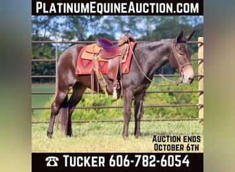 American Quarter Horse, Castrone, 12 Anni, Baio ciliegia, in Brooksville KY,