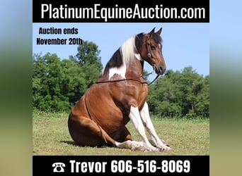 American Quarter Horse, Wallach, 13 Jahre, 165 cm, Tobiano-alle-Farben, in Whitley city KY,
