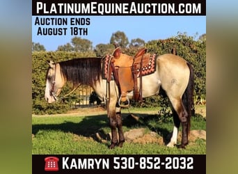 Quarter horse américain, Hongre, 7 Ans, 147 cm, Buckskin, in Pleasant Grove, CA,