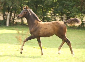 Koń holsztyński, Klacz, 2 lat, Ciemnogniada, in Kollerup,