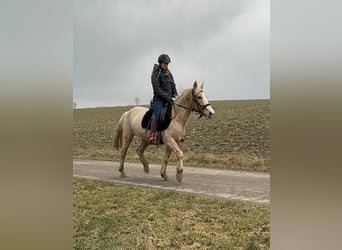 Altri pony/cavalli di piccola taglia, Giumenta, 11 Anni, 150 cm, Palomino, in Daleiden,