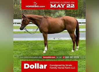 Quarter horse américain, Hongre, 13 Ans, 163 cm, Alezan cuivré, in Granby, CT,
