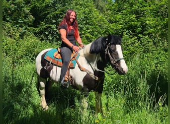Sonstige Rassen, Wallach, 7 Jahre, 153 cm, Schecke, in Linkenbach