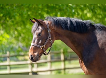 KWPN, Hongre, 6 Ans, 170 cm, , in GROTE-BROGEL