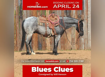 Quarter horse américain, Hongre, 6 Ans, 152 cm, Rouan Bleu, in Stephenville, TX,