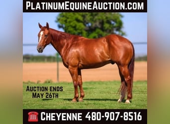 American Quarter Horse, Wallach, 10 Jahre, Rotfuchs, in Stephenville TX,