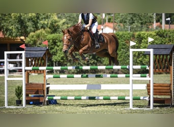 Spanish Sporthorse, Mare, 14 years, Chestnut-Red, in Puerto Adentro