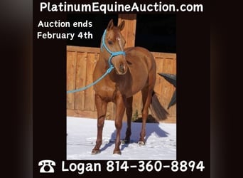 American Quarter Horse, Wałach, 8 lat, 155 cm, Ciemnokasztanowata, in Jersey Shore PA,