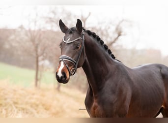 Hannoveraner, Hengst, 3 Jahre, 168 cm, Dunkelbrauner, in Lehrberg