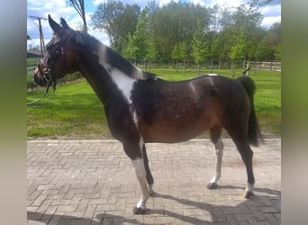 Mecklenburger warmbloed, Merrie, 5 Jaar, 144 cm, Gevlekt-paard, in Wettrup,