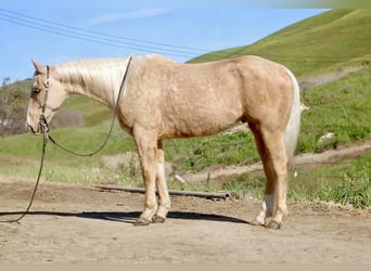 American Quarter Horse, Wallach, 7 Jahre, 150 cm, Palomino, in Tres Pinos