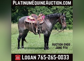 American Quarter Horse, Gelding, 8 years, 14,2 hh, Roan-Bay, in Level Green Ky